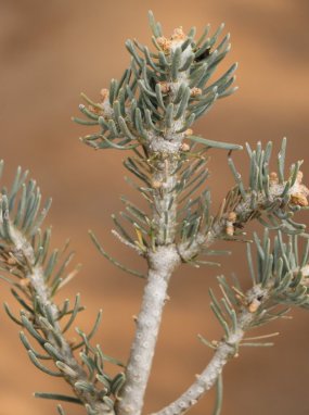 Abies concolor 'Compacta' Jedle ojíněná 'Compacta' Nelen pro zelen detail