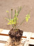Jasminum officinale Jasmín pravý Nelen pro zelen sazenice QP