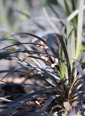 Ophiopogon planiscapus 'Black Dragon' Sedoulek plochostvolý 'Black Dragon' Nelen pro zelen květ