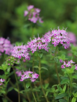 Thymus herba 'Barona' Tymián kmínový 'Barona' Nelen pro zelen detail květu Thymus herba 'Barona' Tymián kmínový 'Barona' Nelen pro zelen detail květu