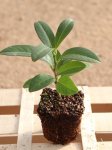 Prunus laurocerasus 'Mount Vernon´ Bobkovišeň lékařská 'Mount Vernon' Nelen pro zelen sazenice QP