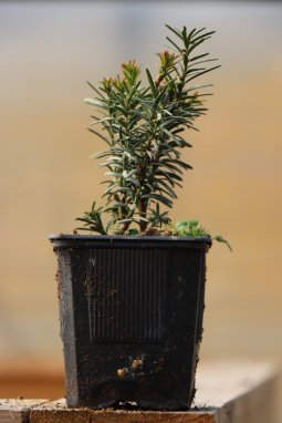 Tis prostřední 'Hicksii'