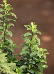 Euonymus japonicus 'Microphyllus´ Brslen japonský 'Microphyllus' Nelen pro zelen detail