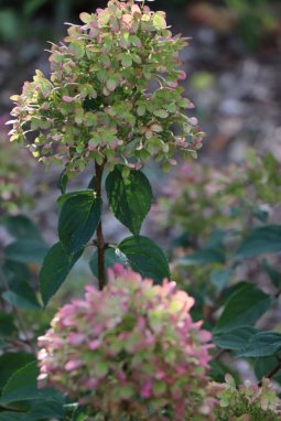 Hortenzie latnatá Nelen pro zelen Hydrangea paniculata květ
