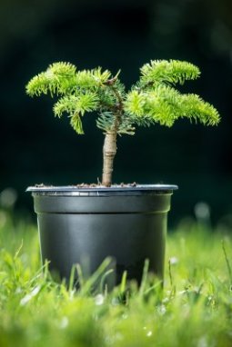 Jedle řecká 'Meyer's Dwarf' Nelen pro zelen Abies cephalonica 'Meyer's Dwarf' rostlina
