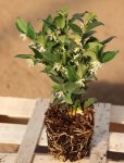Sarcococca ruscifolia Masoplodka Nelen pro zelen sazenice QP