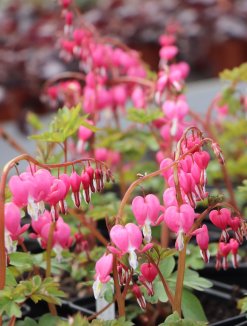 Dicentra spectabilis Srdcovka nádherná růžová Nelen pro zelen více květů Dicentra spectabilis Srdcovka nádherná růžová Nelen pro zelen více květů
