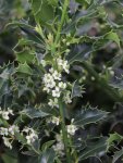 Ilex aquifolium ´Alaska´ Cesmína ostrolistá 'Alaska' Nelen pro zelen květ