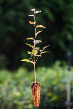 Buk červený Nelen pro zelen Fagus sylvatica Purpurea rostlina