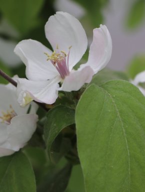 Kdouloň obecná 'Aurelia'