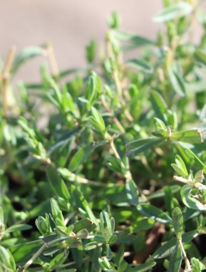 Dianthus deltoides 'Roseus' Hvozdík kropenatý 'Roseus' Nelen pro zelen detail listů