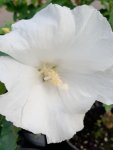 Hibiscus syriacus 'Eleonore´® Ibišek syrský 'Eleonore' ® Nelen pro zelen květ