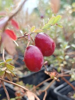 Vaccinium macrocarpon 'Stevens' Klikva velkoplodá 'Stevens' Nelen pro zelen plody Vaccinium macrocarpon 'Stevens' Klikva velkoplodá 'Stevens' Nelen pro zelen plody