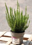 Calluna vulgaris 'Zelia' Vřes obecný 'Zelia' Nelen pro zelen ko12cm