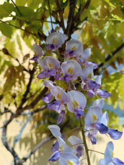 Wistaria floribunda ´Macrobotrys´ Vistárie květnatá 'Macrobotrys' Nelen pro zelen květ Wistaria floribunda ´Macrobotrys´ Vistárie květnatá 'Macrobotrys' Nelen pro zelen květ