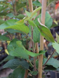 Malus domestica 'Sirius' Jabloň 'Sirius' Nelen pro zelen detail Malus domestica 'Sirius' Jabloň 'Sirius' Nelen pro zelen detail