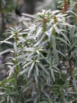 Taxus baccata 'David' Tis červený 'David' Nelen pro zelen detail