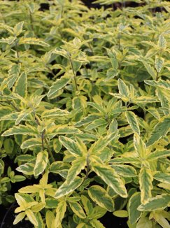 Caryopteris clandonensis 'Summer Sorbet' Ořechokřídlec clandonský 'Summer Sorbet' Nelen pro zelen listy