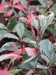 Photinia x fraseri ´Louise McLarlou® Blýskavka Fraserova ´Louise McLarlou® Nelen pro zelen listy