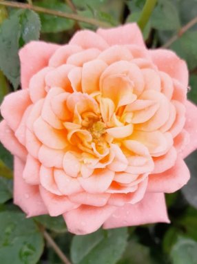 Rosa 'Orange Imp' Růže zahradní 'Orange Imp' Nelen pro zelen plně rozkvetlý květ