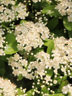 Pyracantha coccinea 'Mohave´ Hlohyně šarlatová 'Mohave' Nelen pro zelen květy Pyracantha coccinea 'Mohave´ Hlohyně šarlatová 'Mohave' Nelen pro zelen květy