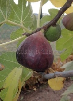 Fíkovník smokvoň Nelen pro zelen Ficus carica plod