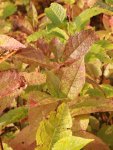 Prunus padus Střemcha obecná Nelen pro zelen listy