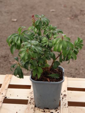 Pieris japonica 'Bonfire' Pieris japonský 'Bonfire' Nelen pro zelen ko 1,3L
