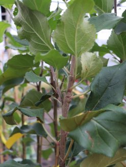Malus domestica 'Šampion' Jabloň domácí 'Šampion' Nelen pro zelen detail Malus domestica 'Šampion' Jabloň domácí 'Šampion' Nelen pro zelen detail