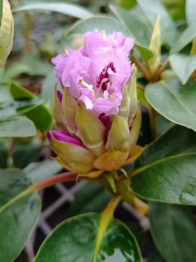 Rhododendron ´Blue Peter´ Rododedron 'Blue Peter' Nelen pro zelen poupě