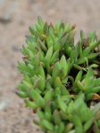 Delosperma nubigenum 'Lesotho' Kosmatec 'Lesotho' Nelen pro zelen detail