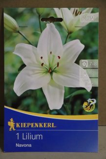 Lilie 'Navona' Nelen pro zelen Lilium 'Navona' květ