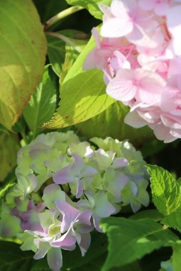 Hortenzie velkolistá Nelen pro zelen Hydrangea macrophylla květ