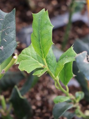 Ilex mutchagara ´Nellie R. Stevens´ Cesmína 'Nellie R. Stevens' Nelen pro zelen listy