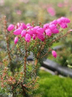 Erica cinerea 'Rote Rosita' Vřesovec popelavý 'Rote Rosita' Nelen pro zelen květy Erica cinerea 'Rote Rosita' Vřesovec popelavý 'Rote Rosita' Nelen pro zelen květy