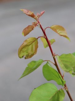 Prunus armeniaca 'Bhart' Meruňka 'Bhart' Nelen pro zelen detail Prunus armeniaca 'Bhart' Meruňka 'Bhart' Nelen pro zelen detail