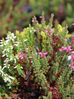 Calluna vulgaris Trio 'Athene - Elisa - Zeta' Vřes Trio 'Athene - Elisa - Zeta' Nelen pro zelen detail Calluna vulgaris Trio 'Athene - Elisa - Zeta' Vřes Trio 'Athene - Elisa - Zeta' Nelen pro zelen detail