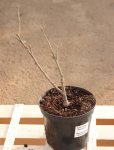 Hibiscus syriacus 'Eleonore´® Ibišek syrský 'Eleonore' ® Nelen pro zelen sazenice kontejner