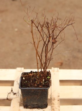 Spiraea x van houttei Tavolník van Houtteův Nelen pro zelen h9x9
