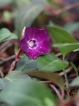 Vinca minor 'Atropurpurea´ Barvínek menší 'Atropurpurea' Nelen pro zelen květ