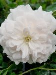 Rosa 'Sea Foam' Růže půdopokryvná 'Sea Foam' Nelen pro zelen květ