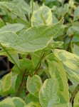 Cornus alba 'Spaethii' Svída bílá 'Spaethii' Nelen pro zelen listy