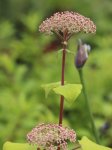 Hydrangea arborescens 'Pink annabelle' Hortenzie stromečkovitá 'Pink annabelle' Nelen pro zelen poupata 
