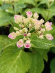 Hydrangea macrophylla ´Camilla´ Hortenzie velkolistá 'Camilla' Nelen pro zelen rozkvétající