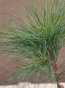 Pinus strobus ´Niagara Falls´ Borovice vejmutovka 'Niagara Falls' Nelen pro zelen detail