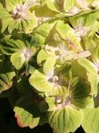 Hydrangea macrophylla 'Magical Green Cloud' Hortenzie velkolistá 'Magical Green Cloud' Nelen pro zelen odkvétající