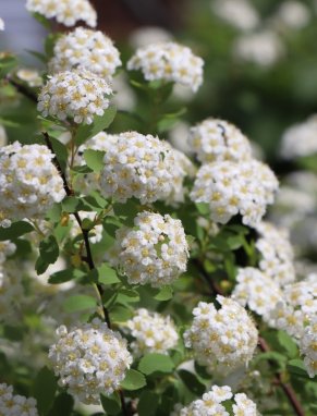 Spiraea x van houttei Tavolník van Houtteův Nelen pro zelen detail květů