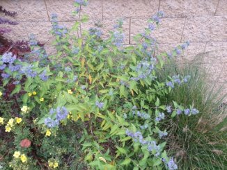 Ořechokřídlec clandonský 'Kew Blue' Nelen pro zelen Caryopteris clandonensis 'Kew Blue' v květu Ořechokřídlec clandonský 'Kew Blue' Nelen pro zelen Caryopteris clandonensis 'Kew Blue' v květu