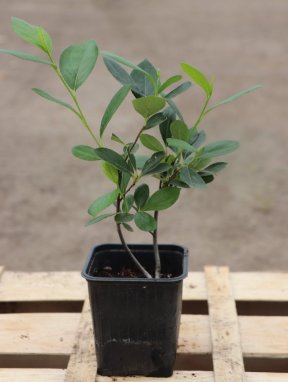 Arónia prunifolia ´Hugin´ Jeřáb černoplodý Arónie 'Hugin' Nelen pro zelen h9x9
