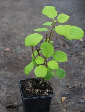 Hortenzie stromečkovitá 'Pink Annabelle'